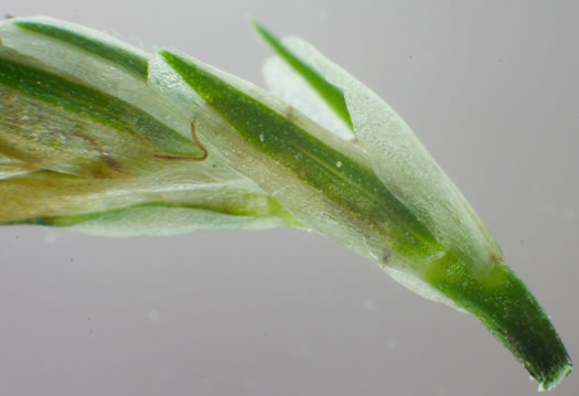 image of Carex striatula, Lined Sedge
