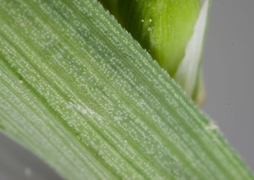 image of Carex striatula, Lined Sedge