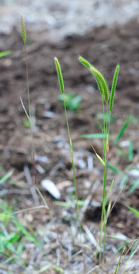 Hordeum pusillum, Little Barley