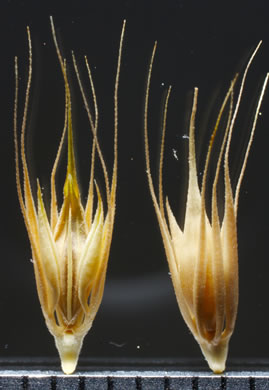 image of Hordeum pusillum, Little Barley