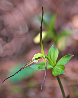 Isotria verticillata, Large Whorled Pogonia, Larger Five-leaves