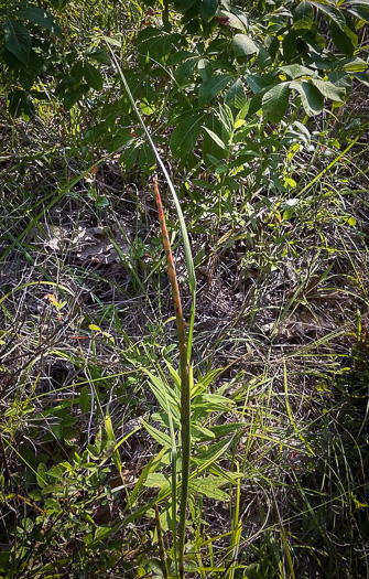image of Mnesithea cylindrica, Carolina Jointgrass