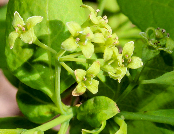 image of Nestronia umbellula, Nestronia, Conjurer's-nut, Leechbush, Indian-olive