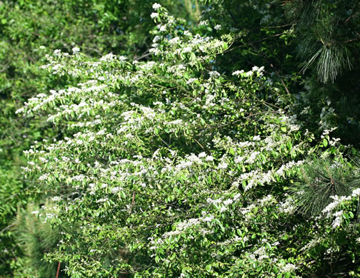 image of Ligustrum sinense, Chinese Privet, "privy hedge"