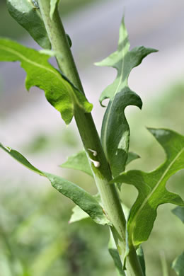 image of Lactuca serriola, Prickly Lettuce