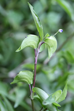 image of Commelina diffusa, Spreading Dayflower, Creeping Dayflower
