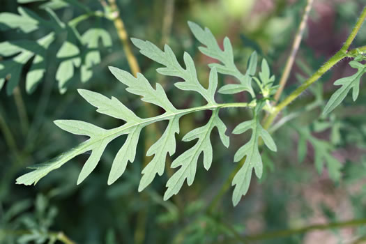 Ambrosia artemisiifolia, Annual Ragweed, Common Ragweed, Hogweed