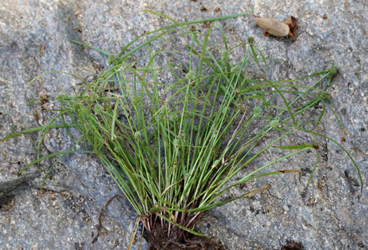 image of Cyperus hortensis, Annual Greenhead Sedge, Low Spikesedge