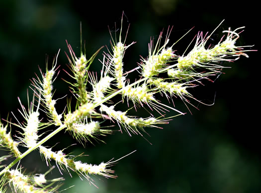 image of Echinochloa muricata var. muricata, Rough Barnyard-grass