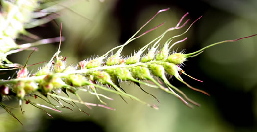 image of Echinochloa muricata var. muricata, Rough Barnyard-grass