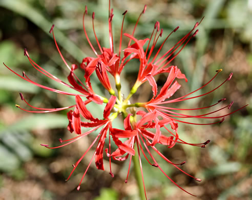 image of Lycoris radiata var. radiata, Red Spider Lily, Hurricane Lily, Surprise Lily, Naked Ladies
