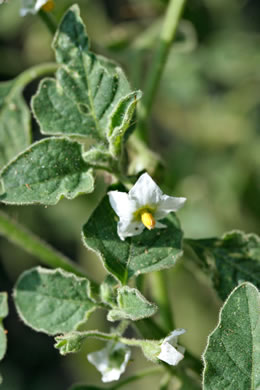 image of Solanum sarrachoides, Hairy Nightshade, Viscid Nightshade