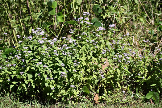 image of Conoclinium coelestinum, Mistflower, Wild Ageratum, Hardy Ageratum