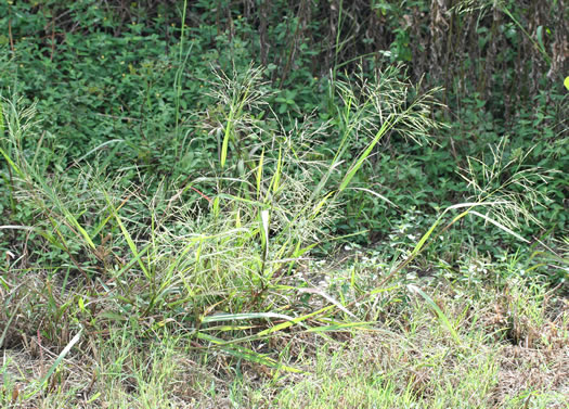image of Panicum dichotomiflorum var. dichotomiflorum, Fall Panicum, Fall Panicgrass, Spreading Panicgrass