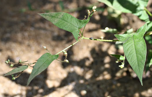 Halberd-leaf Tearthumb