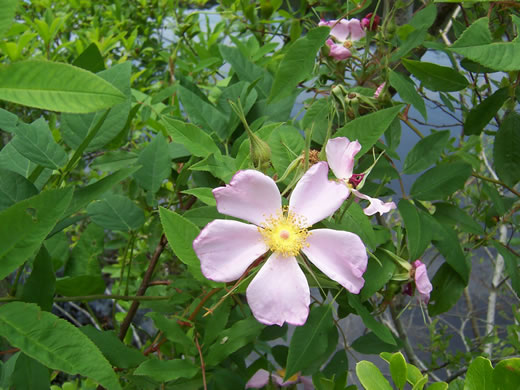 image of Rosa palustris, Swamp Rose