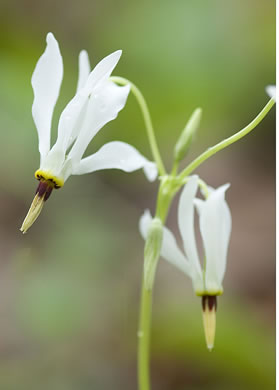 Eastern Shooting Star (Dodecatheon meadia)