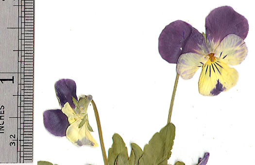 image of Viola tricolor, Johnny Jump-up, Pansy
