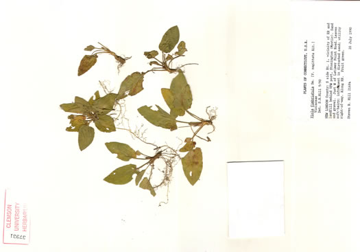 image of Viola fimbriatula, Ovate-leaf Violet, Downy Violet, Sand Violet