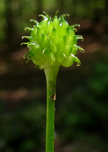 Ranunculus recurvatus var. recurvatus, Hooked Buttercup, Hooked Crowfoot