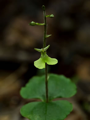 image of Neottia smallii, Kidneyleaf Twayblade, Appalachian Twayblade, Small's Twayblade
