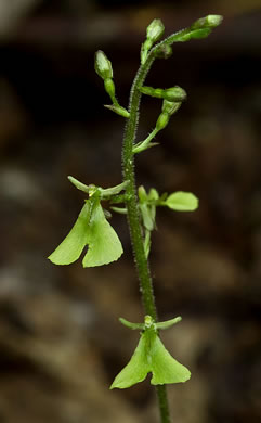 image of Listera smallii, Kidneyleaf Twayblade, Appalachian Twayblade, Small's Twayblade