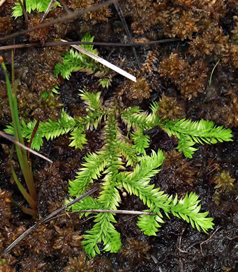 image of Pseudolycopodiella caroliniana, Carolina Bog Clubmoss, Slender Clubmoss