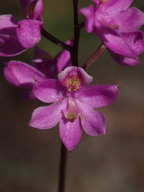 image of Calopogon multiflorus, Many-flowered Grass-pink