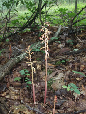 image of Corallorhiza maculata var. maculata, Eastern Spotted Coralroot, Summer Coralroot