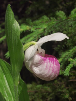 image of Cypripedium reginae, Showy Lady's Slipper, Queen Lady's Slipper
