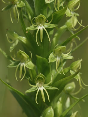 image of Habenaria repens, Water-spider Orchid, Floating Orchid