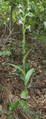 image of Habenaria quinqueseta, Michaux's Orchid, Long-horned Habenaria