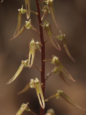 Listera australis (southern twayblade) 
