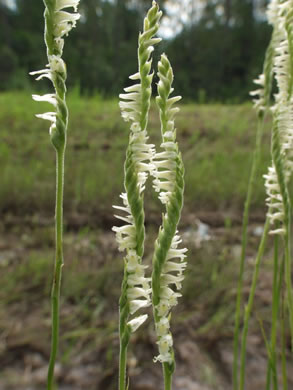 image of Spiranthes laciniata, Lacelip Ladies'-tresses, Lace-lip Spiral Orchid