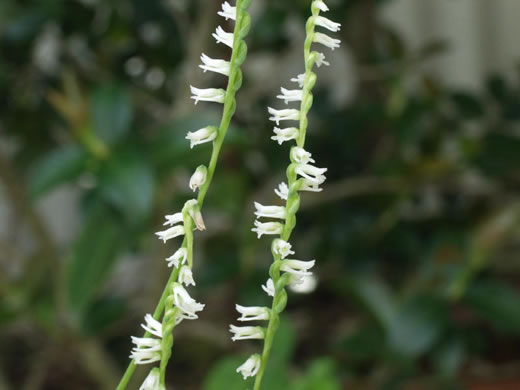 image of Spiranthes eatonii, Eaton's Ladies'-tresses