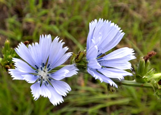 image of Cichorium intybus, Chicory, Blue-sailors, Succory