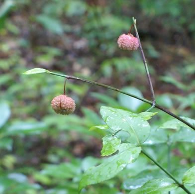 image of Euonymus americanus, Hearts-a-bustin', Strawberry-bush