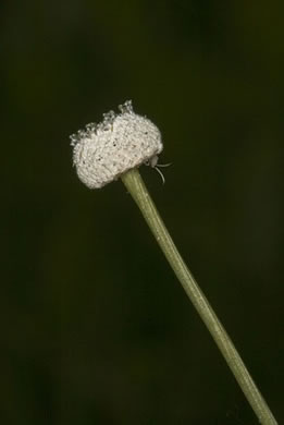 image of Eriocaulon compressum, Flattened Pipewort, Soft-headed Pipewort, Hat Pin