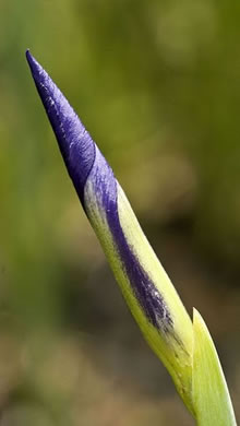 image of Iris virginica, Southern Blue Flag
