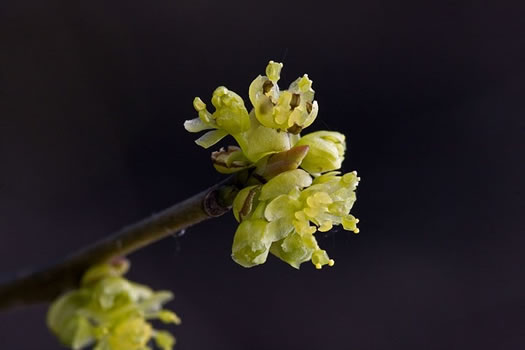 image of Lindera benzoin, Northern Spicebush, Wild Allspice