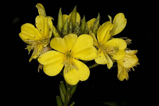 image of Oenothera biennis, Common Evening Primrose