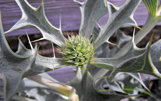 image of Eryngium maritimum, Sea Holly, Seaside Eryngo