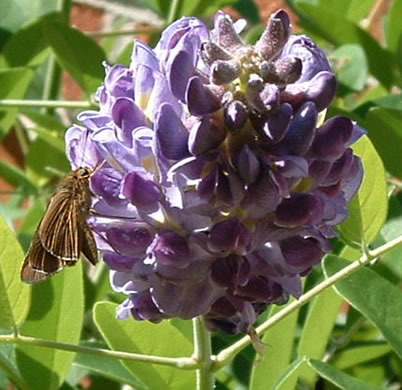 image of Wisteria frutescens var. frutescens, American Wisteria, Swamp Wisteria, Atlantic Wisteria