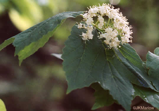 image of Viburnum acerifolium, Mapleleaf Viburnum, Maple-leaved Arrowwood, Dockmackie