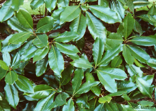Magnolia grandiflora (southern magnolia)