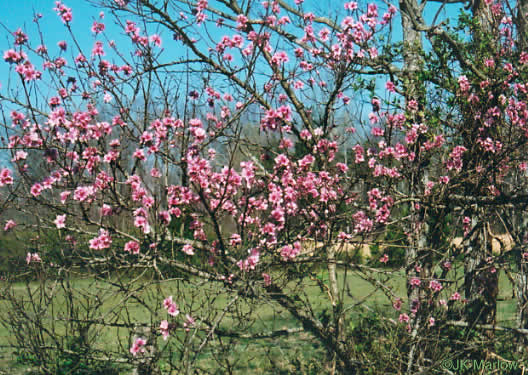 image of Prunus persica, Peach