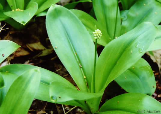 image of Clintonia umbellulata, Speckled Wood-lily, White Clintonia