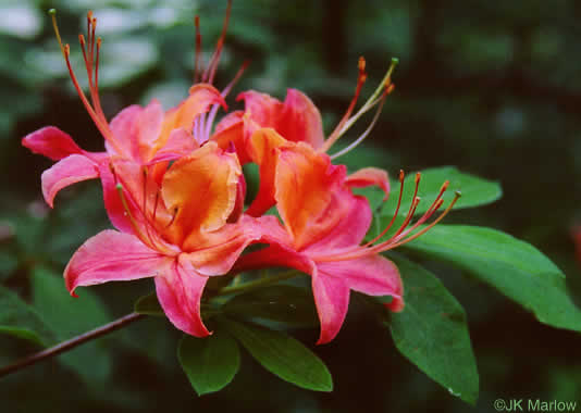 image of Rhododendron cumberlandense, Cumberland Azalea, Baker's Azalea