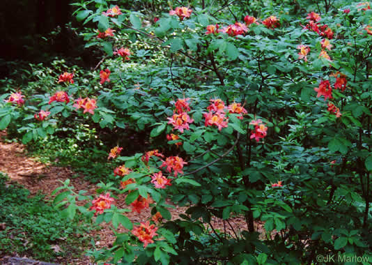 image of Rhododendron cumberlandense, Cumberland Azalea, Baker's Azalea