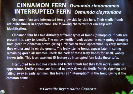 image of Claytosmunda claytoniana, Interrupted Fern